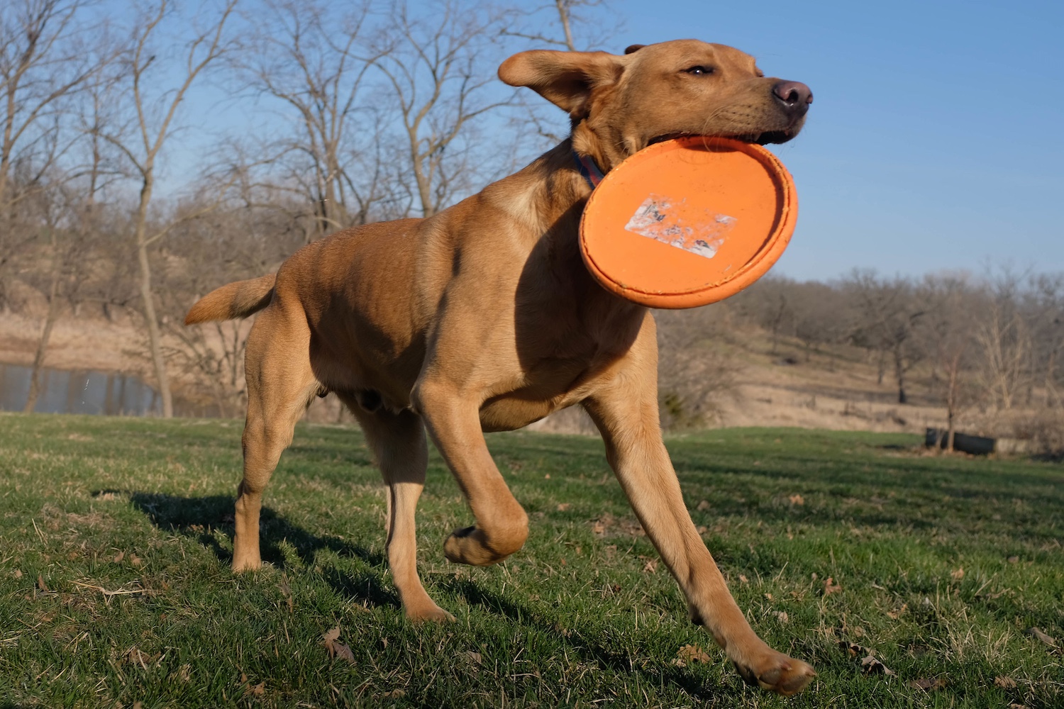 Best cloud storage for photographers dog running with a frisbee